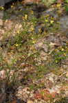 Coastal plain St. Johns wort